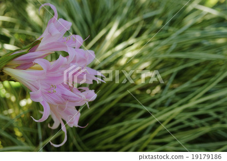 Amaryllis Belladonna 19179186