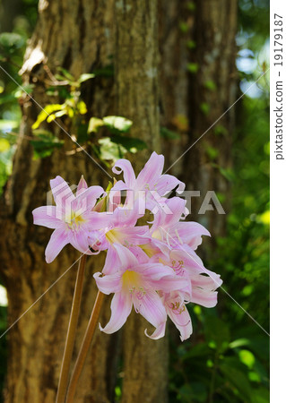 Amaryllis Belladonna 19179187
