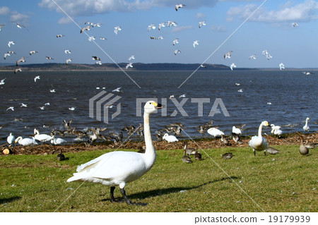 庫卡里科湖 19179939