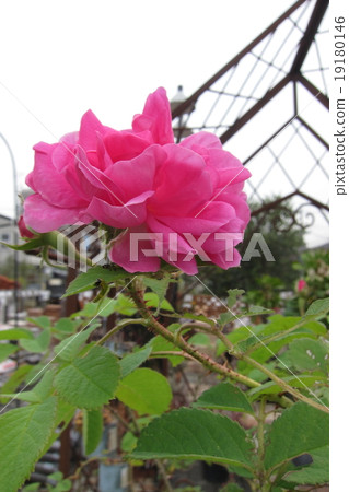 大馬士革玫瑰 19180146