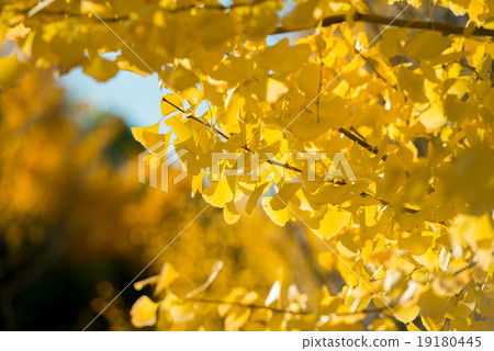 Ginkgo that colors 19180445
