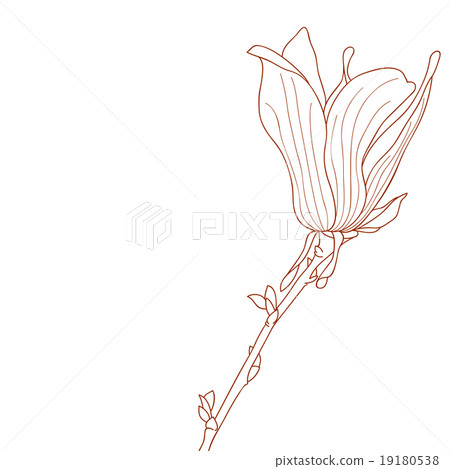 Drawing of Magnolia soulangeana flower Drawing of Magnolia soulangeana flower 19180538