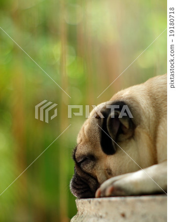 cute lovely fat white pug dog outdoor on table 19180718