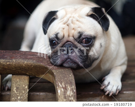 cute lovely fat white pug dog outdoor on table 19180719