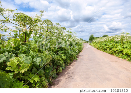 Cow parsnip or the toxic hogweed in summer day 19181810