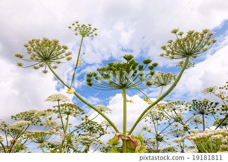 Cow parsnip or the toxic hogweed  blossoms  19181811