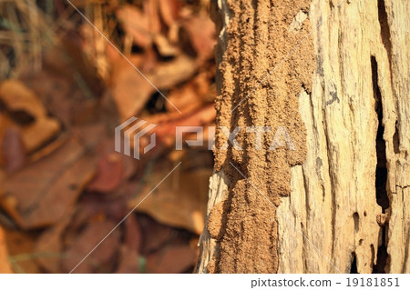 Bark or pile of pine wood 19181851