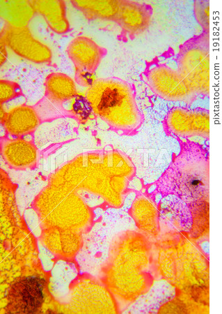 Set of science microscopic section of tissue. Real shots. Possib 19182453