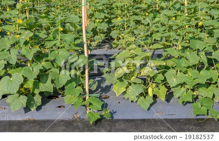 Cucumber plantation Cucumber plantation 19182537