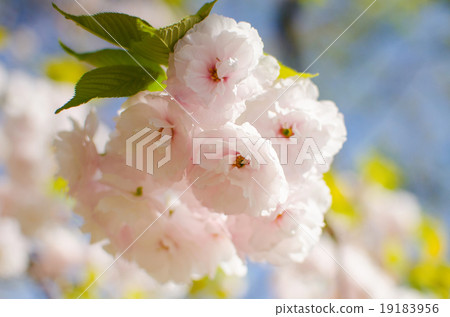 Cherry blossoms flower , Sakura 19183956