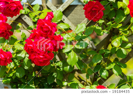 Bush of beautiful roses in a garden 19184435