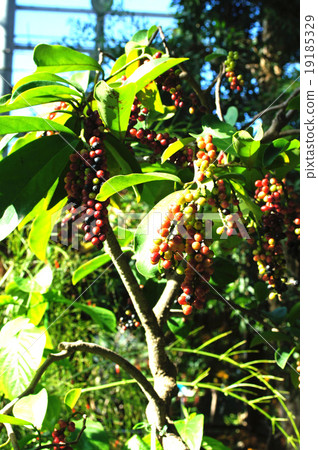 Bunny Bunny 19185329