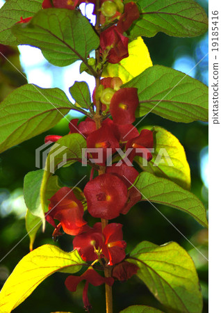 Chinese hut 19185416