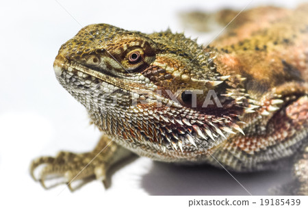Pet German Giant Bearded Dragon, sunning himself. 19185439