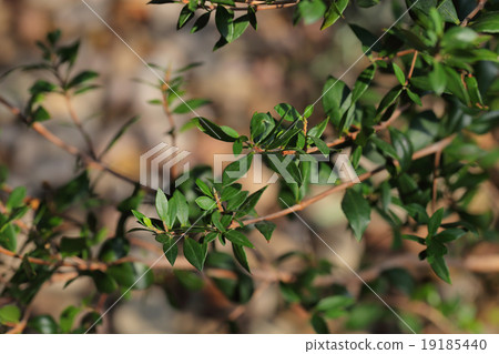 Wakaba leaves 19185440