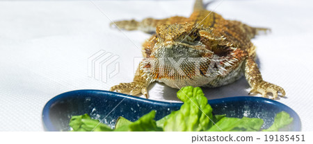 Bearded Dragon, sunning himself, eating lettuce. 19185451