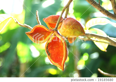 Ping pong trees 19185680