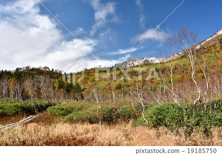 Grass foliage tree road Grass foliage tree road 19185750