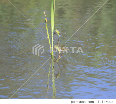 Ginyangma spawning on ashi leaves 19186008
