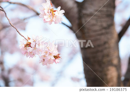 Cherry blossoms (close to branches) 19186375