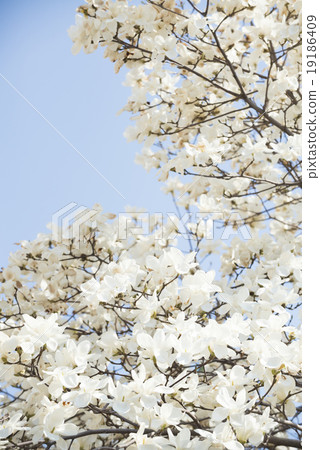 Kobushi flower Kobushi flower 19186409