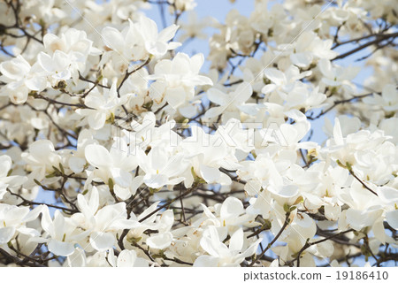 Kobushi花 Kobushi花 19186410