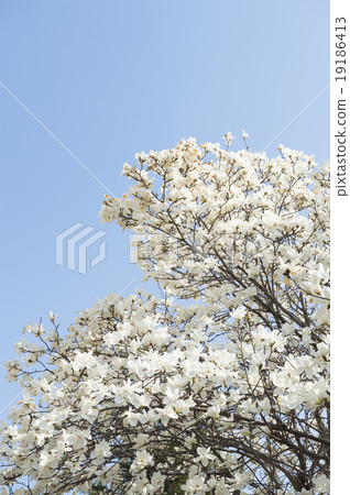 Kobushi花 Kobushi花 19186413