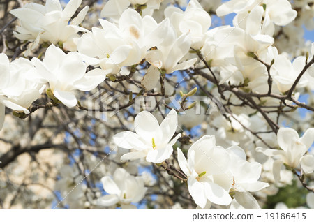 Kobushi flower 19186415