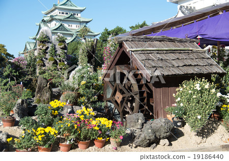 Scenery of the chrysanthemum flower exhibition at Nagoya Castle Scenery of the chrysanthemum flower exhibition at Nagoya Castle 19186440