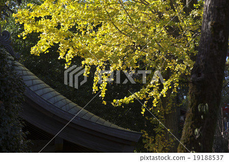 秋天的樹葉 秋天的樹葉 19188537