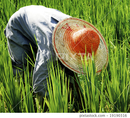 Farmer Harvesting Rice Nature Asian Culture Concept 19190316
