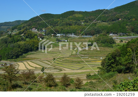 Autumn rice terrace scenery 19201259