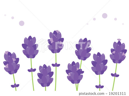 薰衣草 薰衣草 19201311