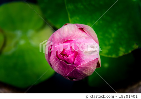 Asian Pink Lotus Flowers in the Pond background Asian Pink Lotus Flowers in the Pond background 19201401