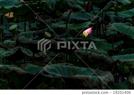 Asian Pink Lotus Flowers in the Pond background 19201406
