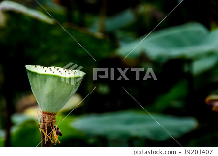 Green lotus seed on lotus leaf background 19201407
