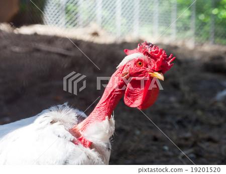 Curious turkey cock Curious turkey cock 19201520