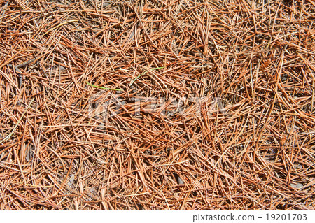 Coniferous pine needles Coniferous pine needles 19201703