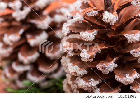Fir cones Fir cones 19201862
