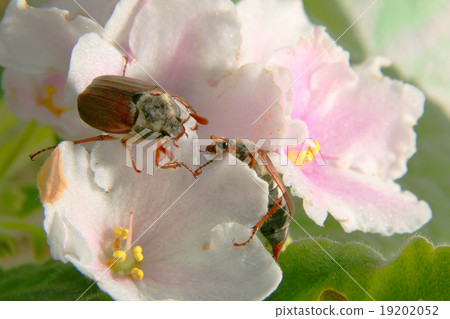 May beetles 19202052