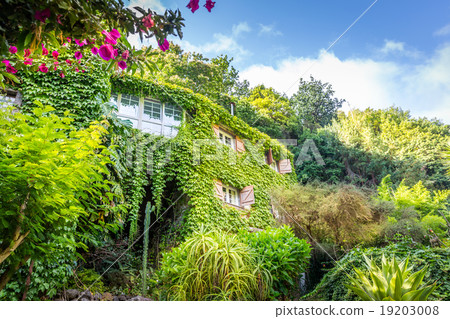 House overgrown with ivy House overgrown with ivy 19203008