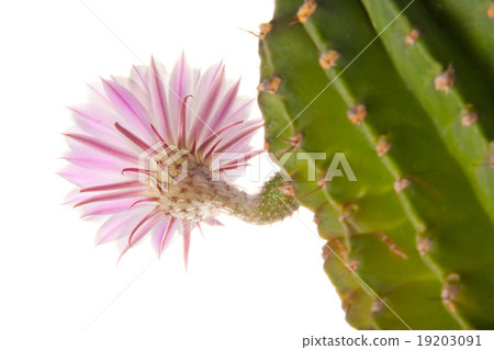 Cactus flower Cactus flower 19203091