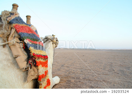 Camel in desert Camel in desert 19203524