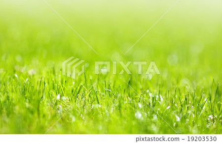 Lush summer green grass 19203530