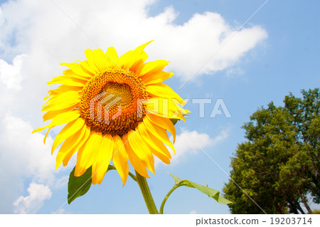 Sunflower Sunflower 19203714