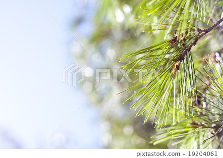 Coniferous pine branch 19204061