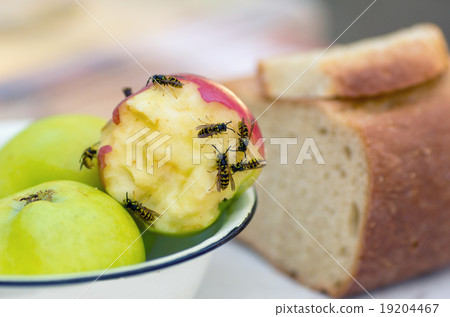 Wasps Wasps 19204467