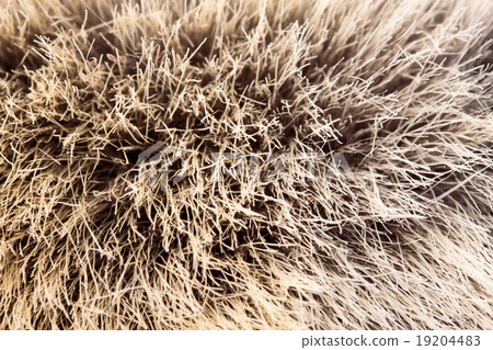 Animal fur Animal fur 19204483