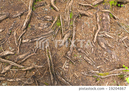 Texture of tree roots in the forest Texture of tree roots in the forest 19204867