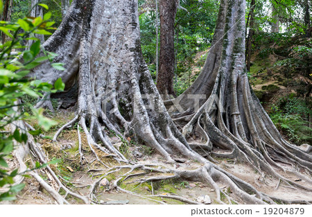 Tropical tree roots. Tropical tree roots. 19204879